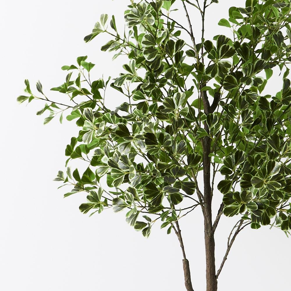 Artificial flowers Artificial Ficus Triangle Tree Variegated - Sonder + Stone Boutique