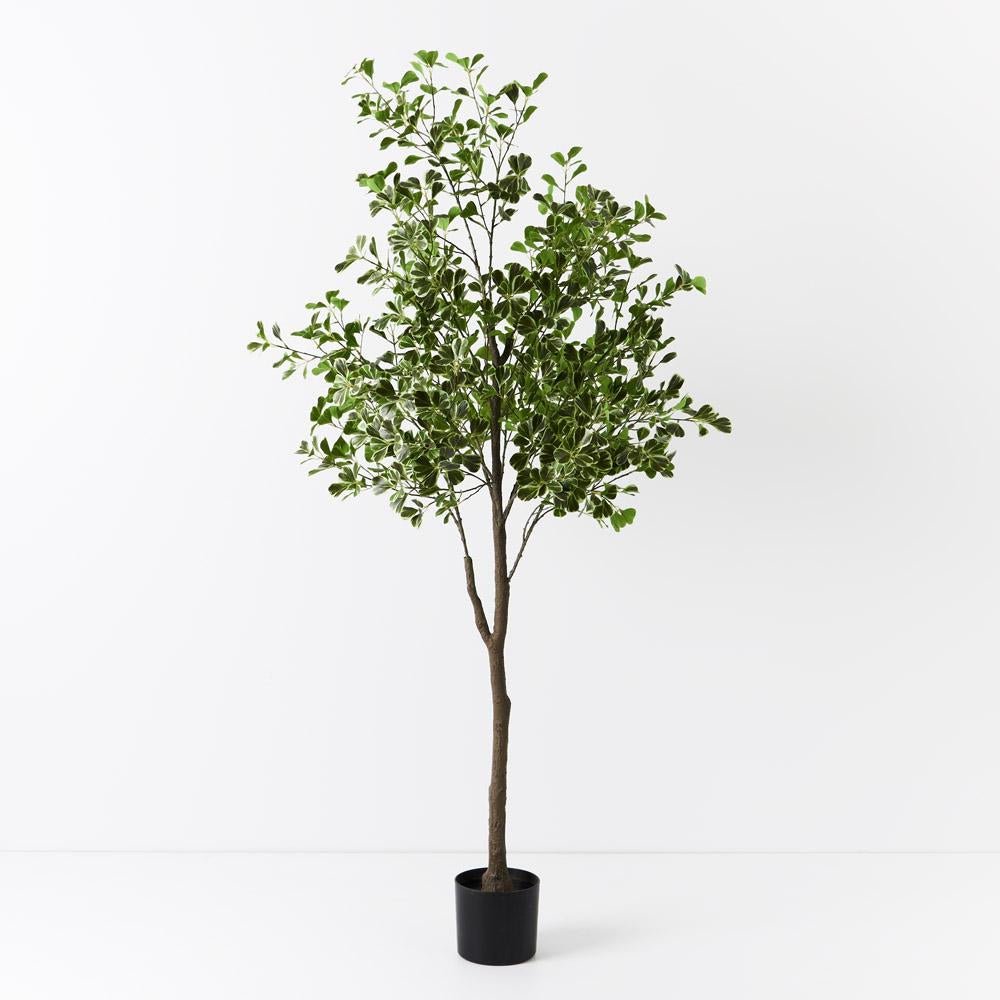 Artificial flowers Artificial Ficus Triangle Tree Variegated - Sonder + Stone Boutique
