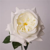 Real-Touch Austin Rose 65cm - White