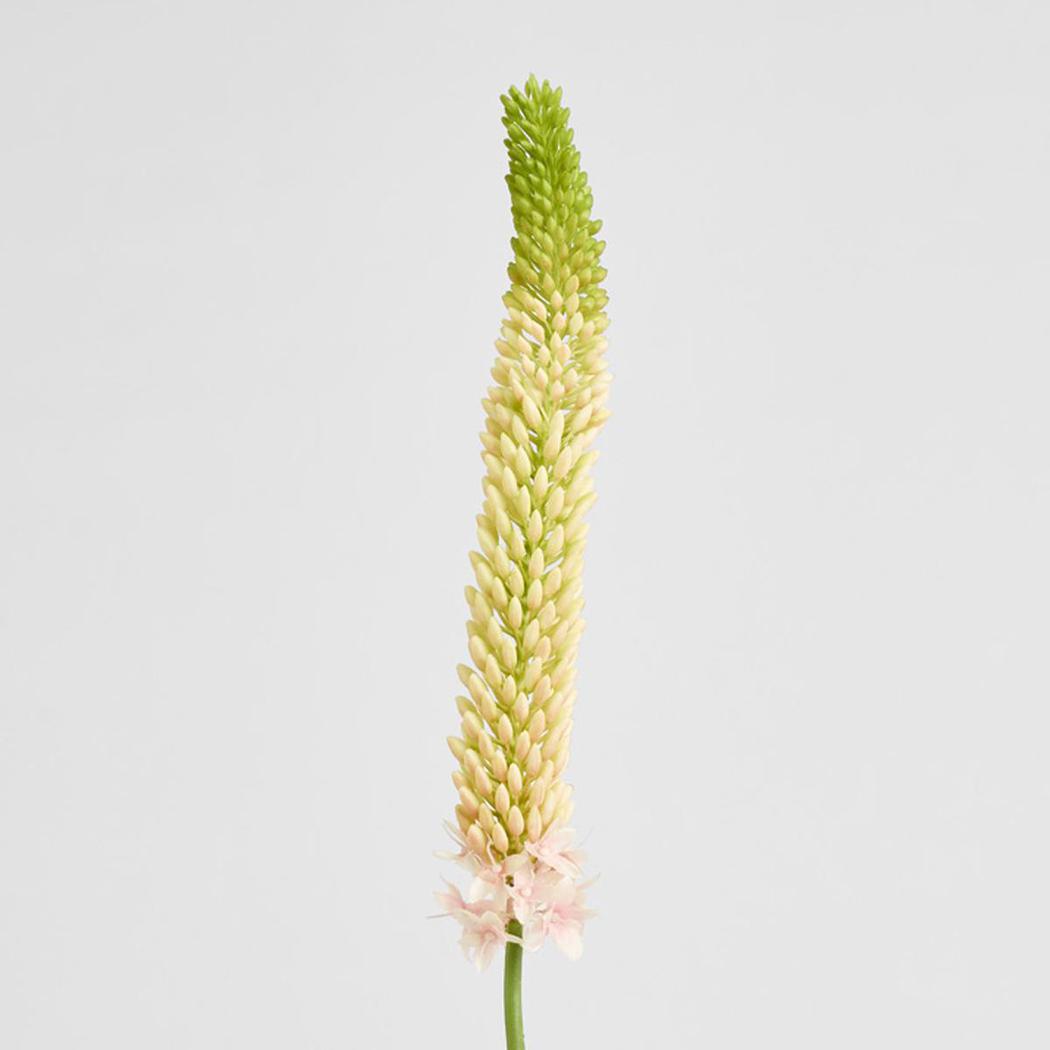 Pink foxtail stem