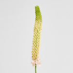 Pink foxtail stem