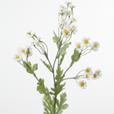 Chamomile Daisy Spray - White