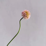 Allium Onion Ball 84cm - Light Pink - Premium Artificial Wedding Flowers by Sonder & Stone Boutique