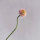 Allium Onion Ball 84cm - Light Pink - Premium Artificial Wedding Flowers by Sonder & Stone Boutique