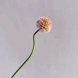 Allium Onion Ball 84cm - Light Pink