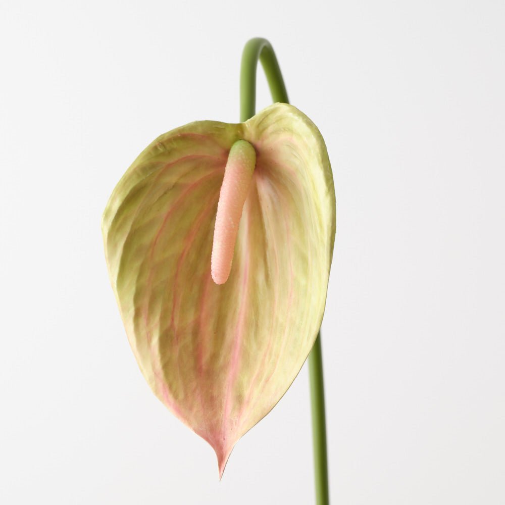 Anthurium 80cm - Green Mauve - Premium Artificial Wedding Flowers by Sonder & Stone Boutique