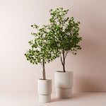 Artificial flowers Artificial Ficus Triangle Tree Variegated - Sonder + Stone Boutique