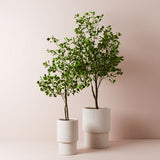 Artificial flowers Artificial Ficus Triangle Tree Variegated - Sonder + Stone Boutique