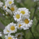 Chamomile Daisy Spray - White - Premium Artificial Wedding Flowers by Sonder & Stone Boutique
