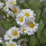 Chamomile Daisy Spray - White - Premium Artificial Wedding Flowers by Sonder & Stone Boutique