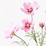 Cosmos Spray - Pink Mauve - Premium Artificial Wedding Flowers by Sonder & Stone Boutique
