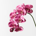 Hot Pink real-touch phalaenopsis orchid spray | Sonder + Stone Boutique