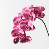 Hot Pink real-touch phalaenopsis orchid spray | Sonder + Stone Boutique
