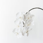 Winter White real-touch phalaenopsis infused orchid | Sonder + Stone Boutique