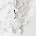 Winter White real-touch phalaenopsis infused orchid alt view 2