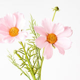 Light Pink real-touch cosmos spray alt view 2