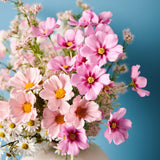 Pink Mauve cosmos spray alt view 4