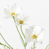 White cosmos spray alt view 2