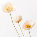 Peach Iceland poppy spray alt view 2