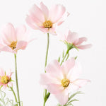 Light Pink cosmos spray alt view 2