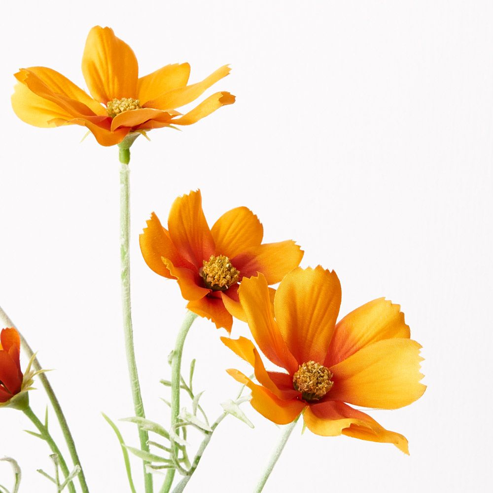 Orange cosmos spray alt view 2