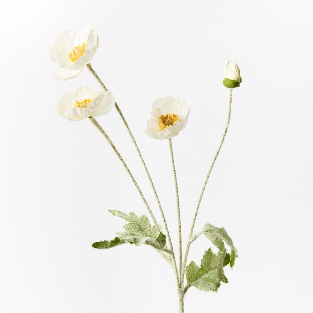 White Iceland poppy spray | Sonder + Stone Boutique