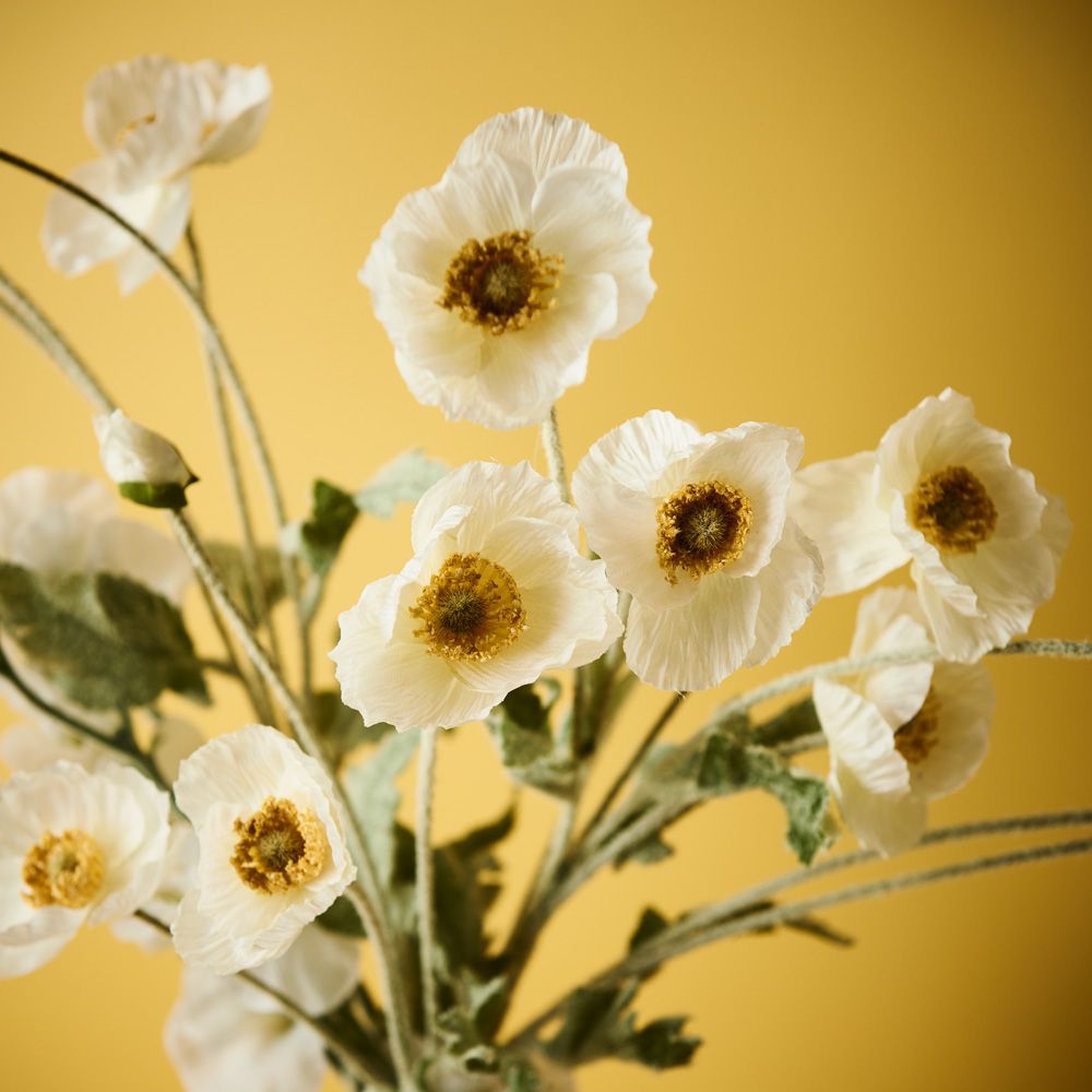 White Iceland poppy spray alt view 4