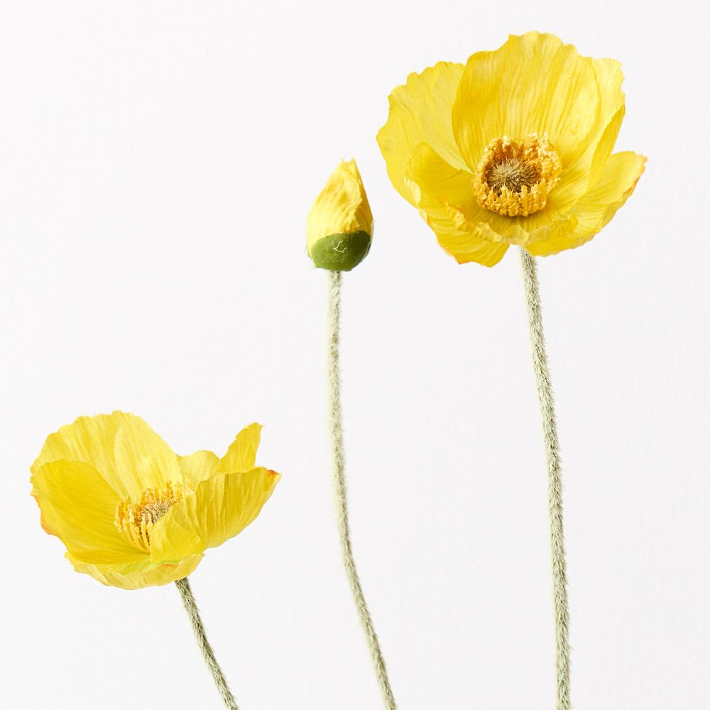 Yellow Iceland poppy spray alt view 2