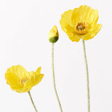 Yellow Iceland poppy spray alt view 2