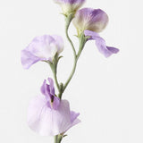 Lavender sweet pea spray alt view 2