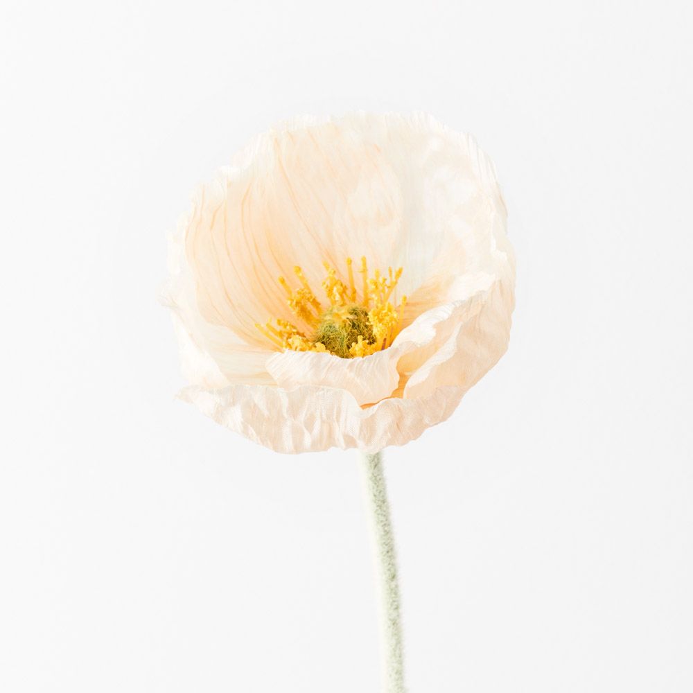 Peach Iceland poppy stem | Sonder + Stone Boutique