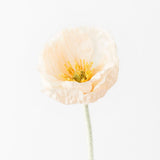 Peach Iceland poppy stem | Sonder + Stone Boutique