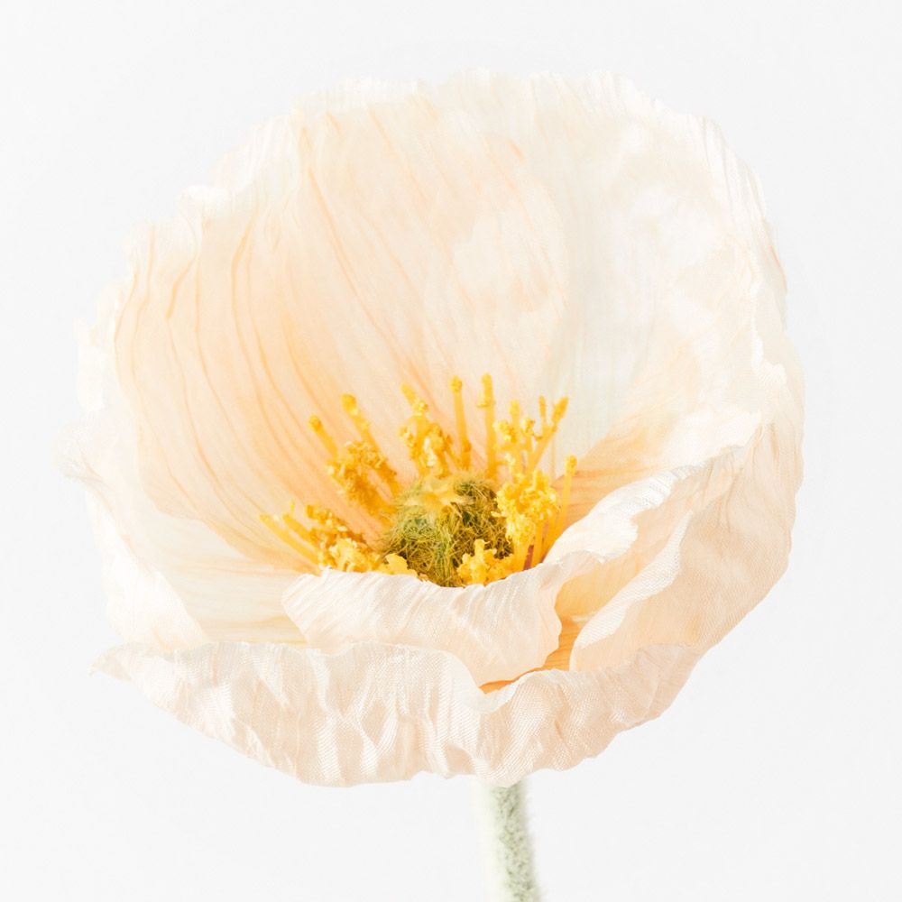 Peach Iceland poppy stem alt view 2