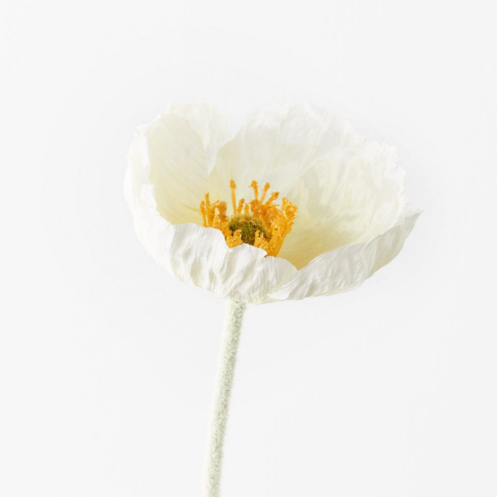 White Iceland poppy stem | Sonder + Stone Boutique