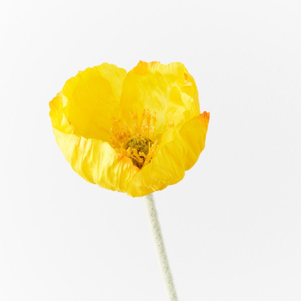 Yellow Iceland poppy stem | Sonder + Stone Boutique