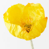Yellow Iceland poppy stem alt view 2