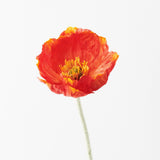 Burnt Orange Iceland poppy stem | Sonder + Stone Boutique