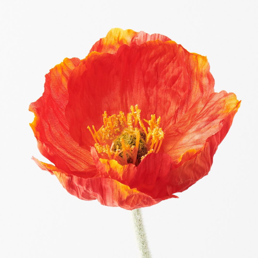 Burnt Orange Iceland poppy stem alt view 2