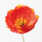 Burnt Orange Iceland poppy stem alt view 2