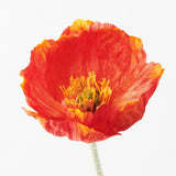 Burnt Orange Iceland poppy stem alt view 2