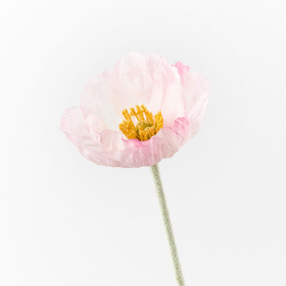 Light Pink Iceland poppy stem | Sonder + Stone Boutique