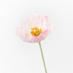 Light Pink Iceland poppy stem | Sonder + Stone Boutique