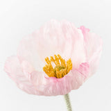 Light Pink Iceland poppy stem alt view 2