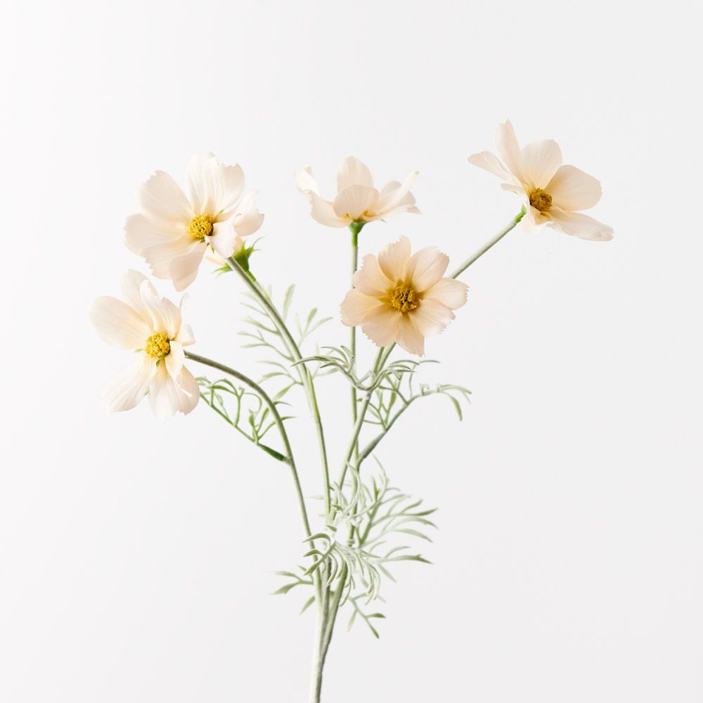 Champagne cosmos spray | Sonder + Stone Boutique