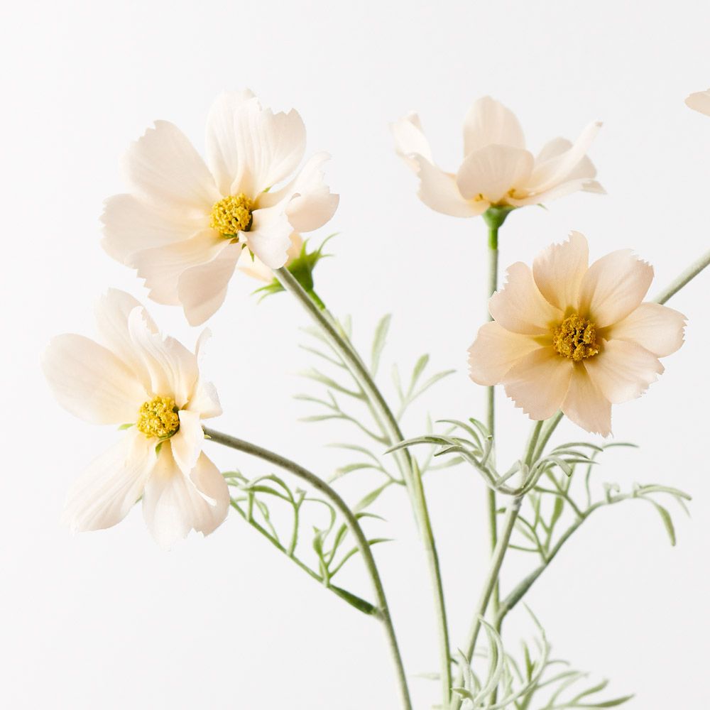 Champagne cosmos spray alt view 2