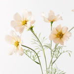 Champagne cosmos spray alt view 2