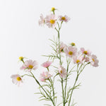 Light Pink cosmos mini spray | Sonder + Stone Boutique