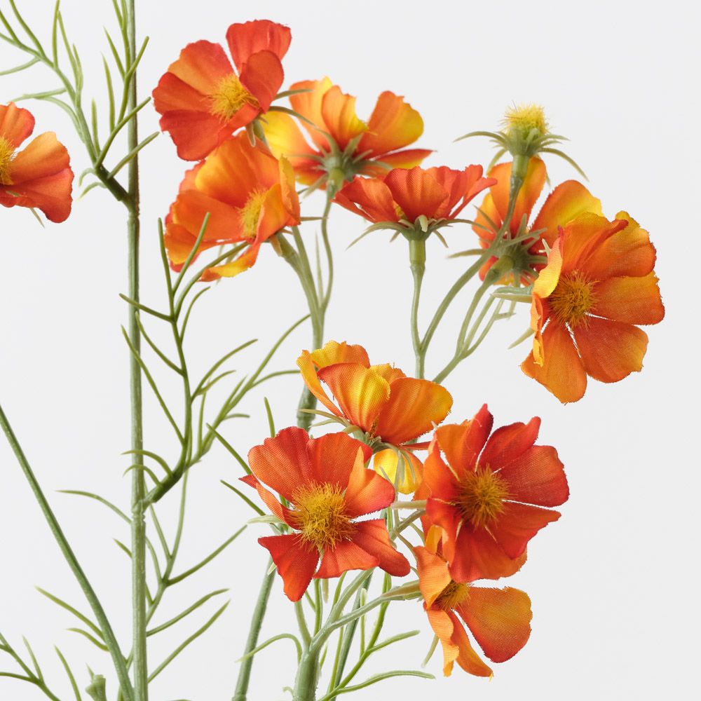 Orange cosmos mini spray alt view 2