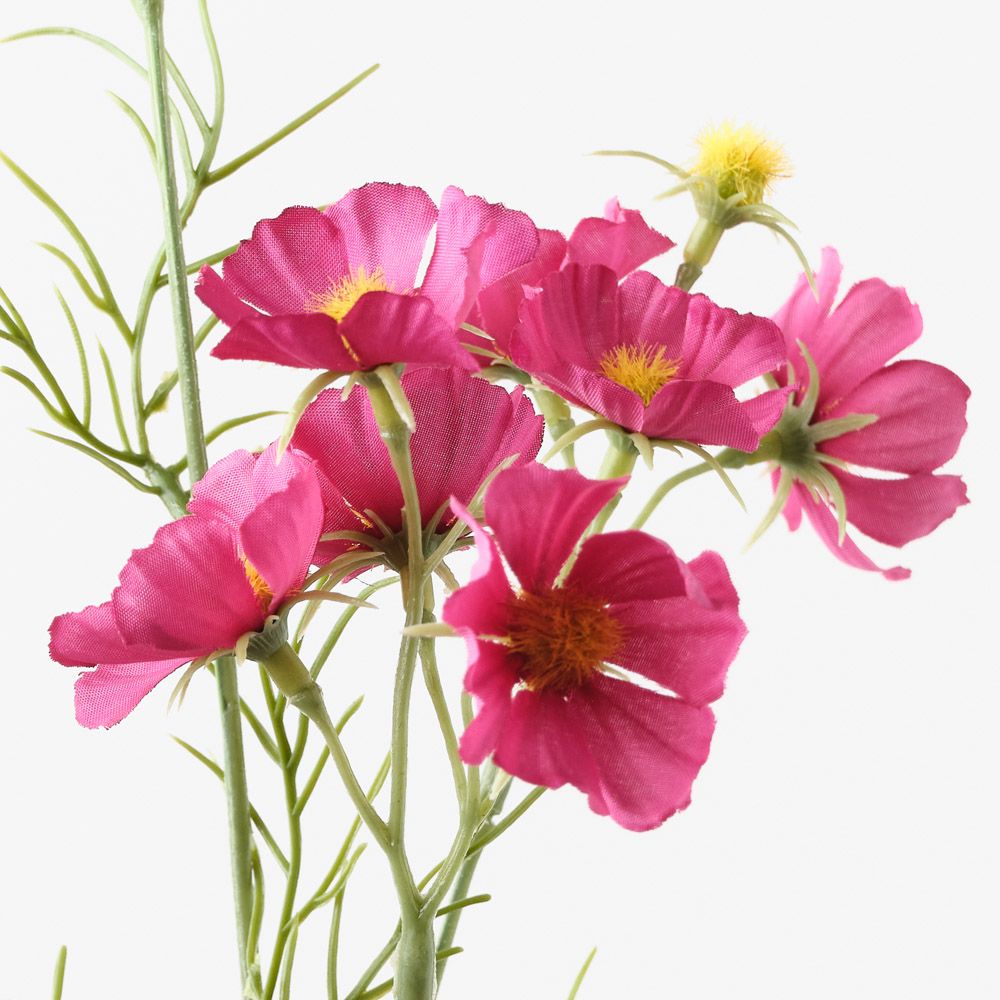 Wine cosmos mini spray alt view 2