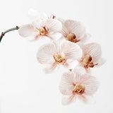 Latte real-touch phalaenopsis infused orchid | Sonder + Stone Boutique